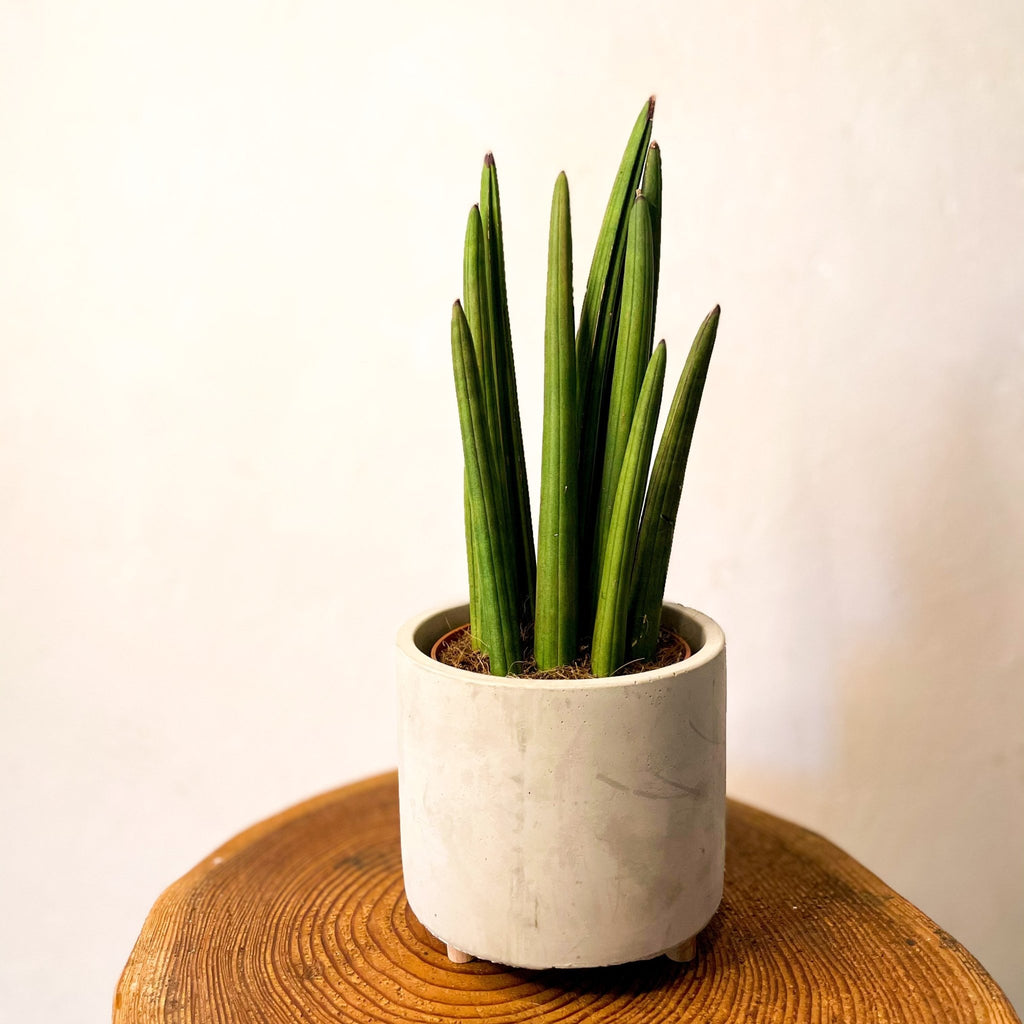 Rocket snake plant - sansevieria cylindrica - Sprouts of Bristol