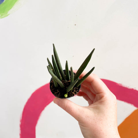rocket snake plant Rocket Snake Plant