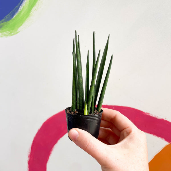 rocket snake plant Rocket Snake Plant