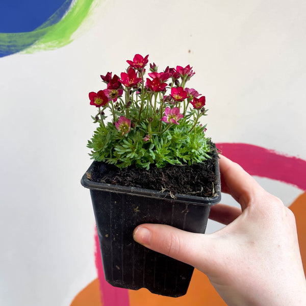 Rockfoils - Saxifraga x arendsii 'Touran Deep Red' - British Grown