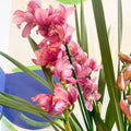 Rose Pink Boat Orchid - Cymbidium - Sprouts of Bristol