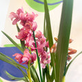 Rose Pink Boat Orchid - Cymbidium - Sprouts of Bristol