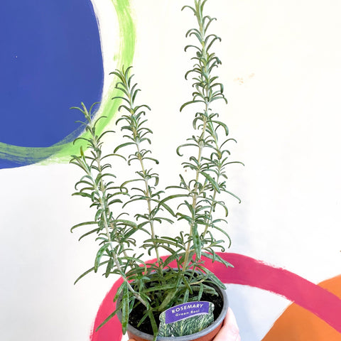 Rosemary - Rosmarinus officinalis 'Green Rosi' - UK Grown Culinary Herbs - Sprouts of Bristol