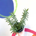 Rosemary - Rosmarinus officinalis 'Green Rosi' - UK Grown Culinary Herbs - Sprouts of Bristol