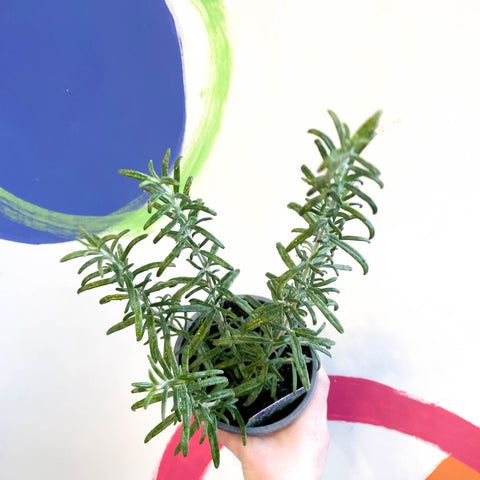 is rosemary a succulent Rosemary - Rosmarinus officinalis 'Green Rosi'