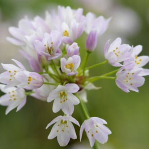 Rosy-flowered Garlic - Allium roseum [Bulbs] - Sprouts of Bristol