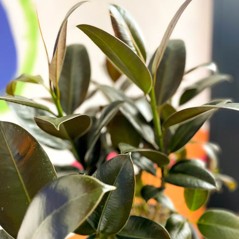 Rubber Plant - Ficus elastica 'Melany' - Sprouts of Bristol