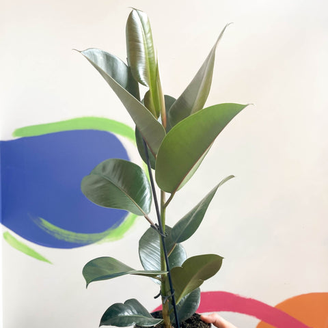 Rubber Plant - Ficus elastica 'Robusta' - Sprouts of Bristol