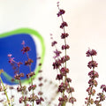 Sage - Salvia verticillata 'Purple Rain' - Cotswold Grown Perennial - Sprouts of Bristol