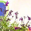 Salvia greggii 'Mirage Deep Purple' - Cotswold Grown Perennial - Sprouts of Bristol