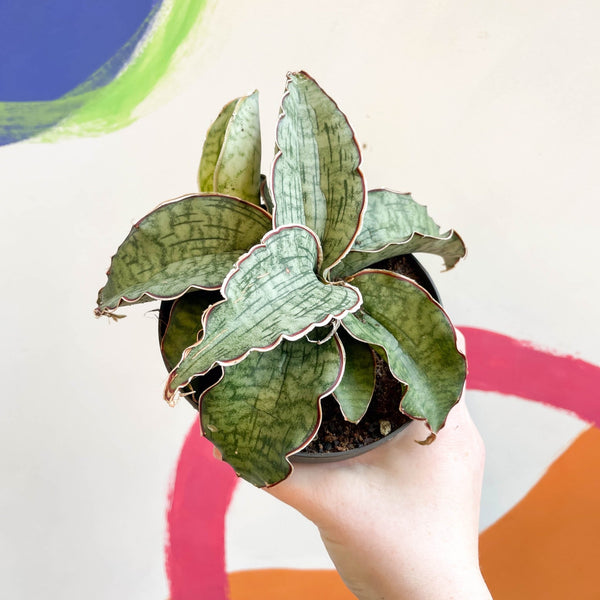 Sansevieria 'Green Star Granite' – Sprouts of Bristol