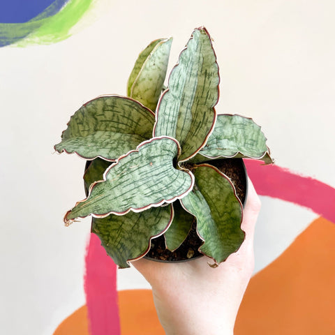 sansevieria star green granite Sansevieria 'Green Star Granite' – Sprouts of Bristol