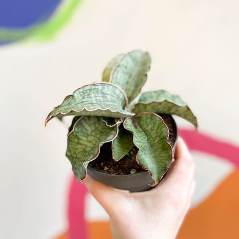 sansevieria blue star Sansevieria 'Green Star Granite' – Sprouts of Bristol