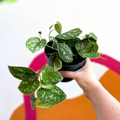 pothos argyraeus Scindapsus pictus 'Argyraeus'