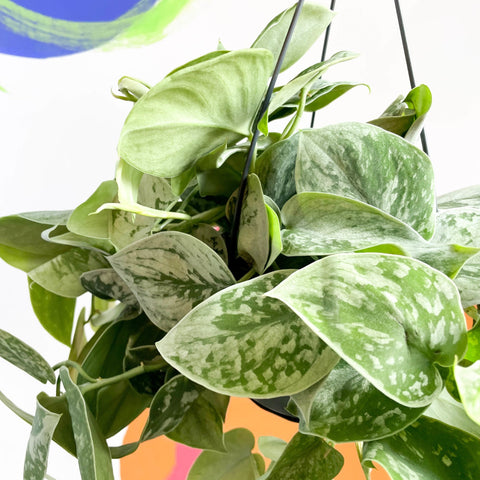 Satin Pothos - Scindapsus pictus 'Silvery Anne' - Sprouts of Bristol