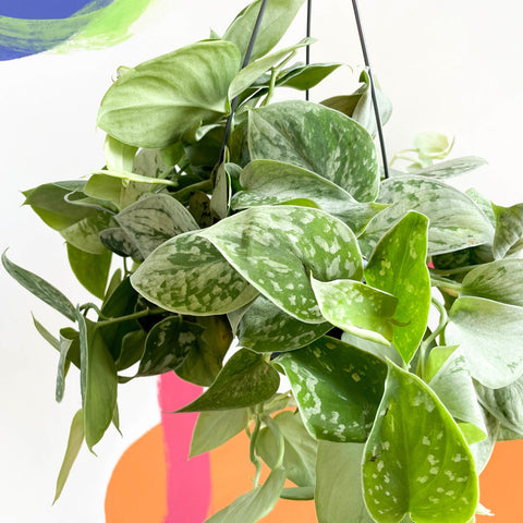 Satin Pothos - Scindapsus pictus 'Silvery Anne' - Sprouts of Bristol