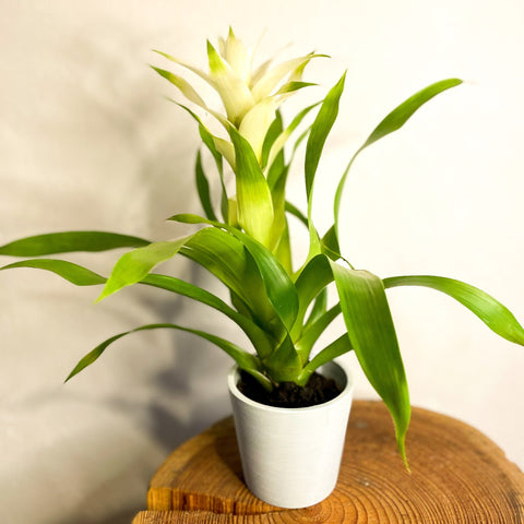 scarlet star plant indoor Scarlet Star - Guzmania