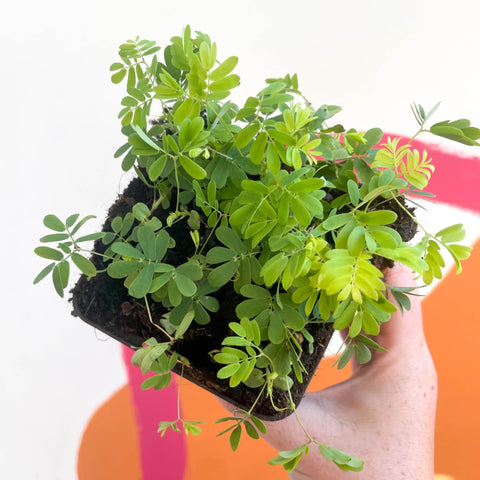 house plant shop mimosa pudica 'sensitive plant Mimosa pudica