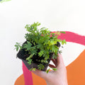 Sensitive Plant - Mimosa pudica - Sprouts of Bristol