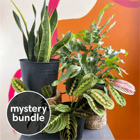 Shady Spot Mystery Plant Bundle | Subscription Available | House Plant Lucky Dip Gift Set - Sprouts of Bristol