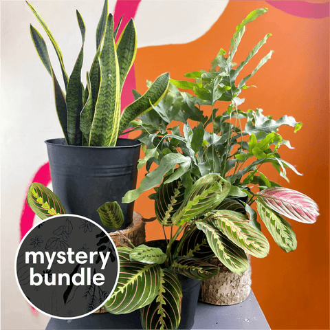 indoor plant gifts uk Shady Spot Mystery Plant Bundle | Subscription Available