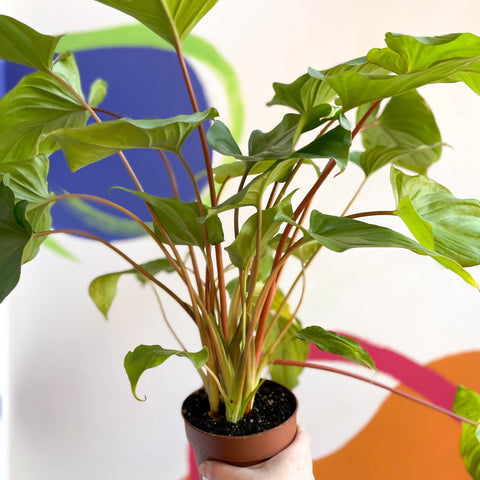 philodendron maggy Homalomena rubescens 'Maggy'