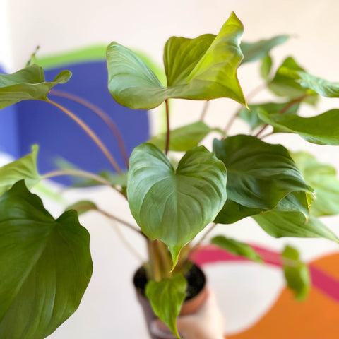 philodendron maggie Homalomena rubescens 'Maggy'