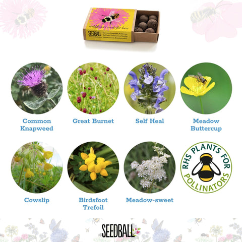Shrill Carder Bumblebee Seedball Box - Sprouts of Bristol