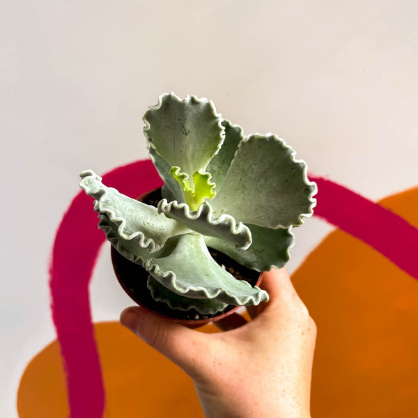 silver crown succulent Cotyledon undulata
