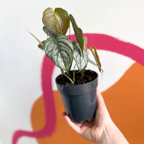 silver leaf philodendron Philodendron brandtianum – Sprouts of Bristol