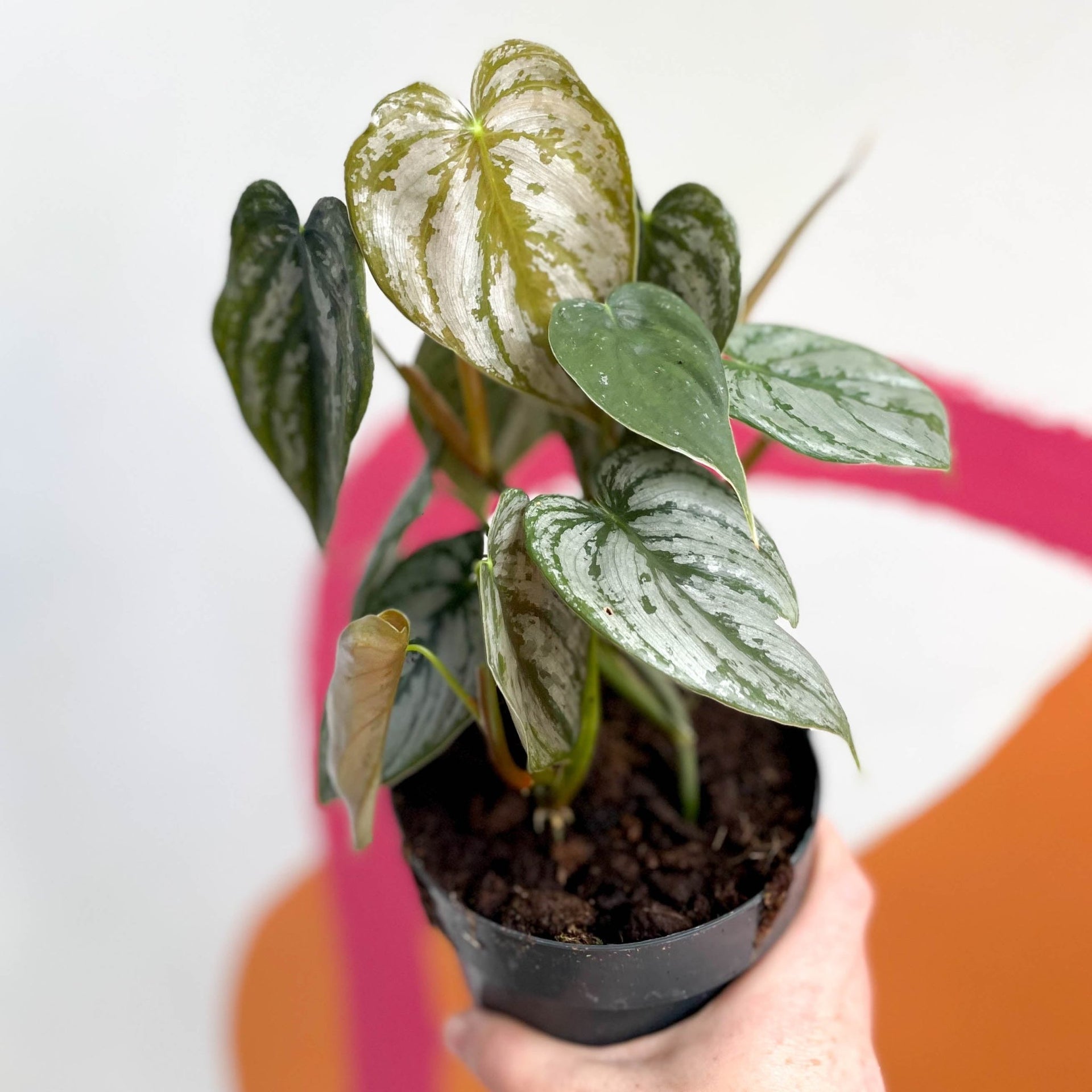 Philodendron brandtianum – Sprouts of Bristol