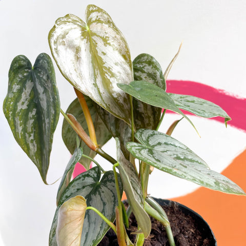 philodendron brandtianum uk Philodendron brandtianum – Sprouts of Bristol