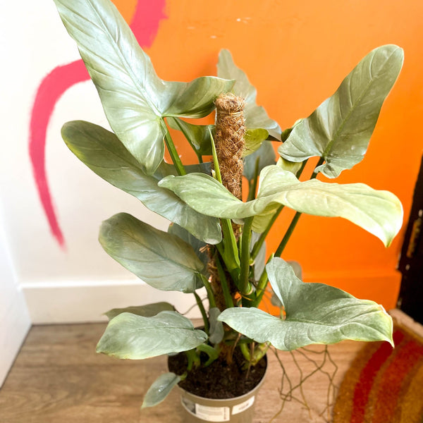 philodendron silver sword cats Silver Sword - Philodendron hastatum