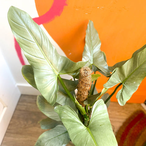 philodendron hastatum flower Silver Sword - Philodendron hastatum