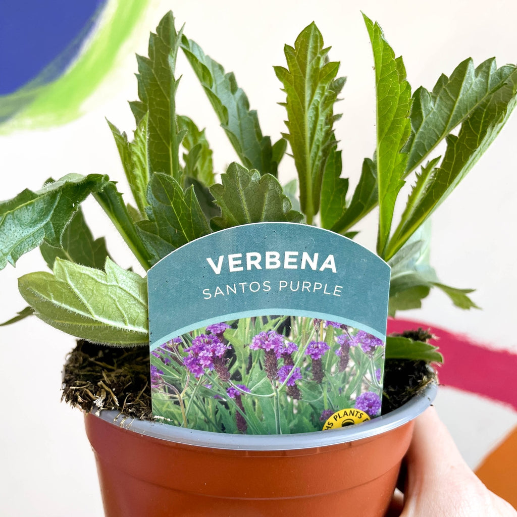 Slender Vervain - Verbena rigida 'Santos Purple' - British Grown Hardy Perennial - Sprouts of Bristol