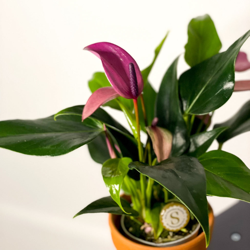 Small Flamingo Flower - Anthurium - Sprouts of Bristol