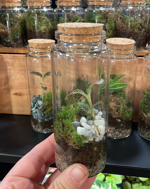 Small Flask - Bioactive Terrarium - Sprouts of Bristol