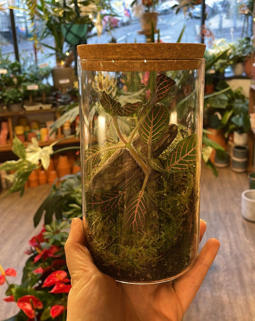 Small Jar - Bioactive Terrarium - Sprouts of Bristol