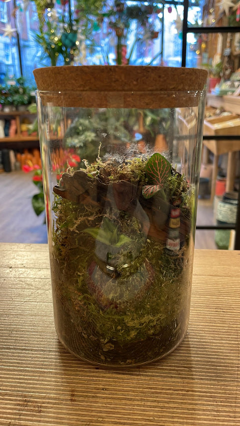 Small Jar - Bioactive Terrarium - Sprouts of Bristol