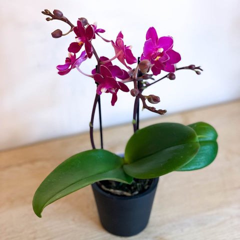 Small Moth Orchid - Phalaenopsis - Sprouts of Bristol
