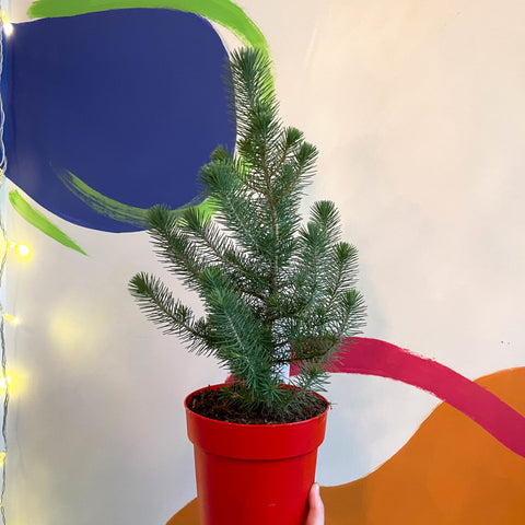 Small Potted Christmas Tree - Silver Crest Pine - Pinus pinea - Sprouts of Bristol