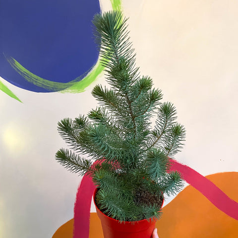 Small Potted Christmas Tree - Silver Crest Pine - Pinus pinea - Sprouts of Bristol