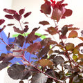 Smoke Bush - Cotinus coggygria 'Dusky Maiden' - Cotswold Grown Perennial - Sprouts of Bristol