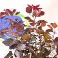 Smoke Bush - Cotinus coggygria 'Dusky Maiden' - Cotswold Grown Perennial - Sprouts of Bristol