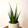 Snake Plant - Sansevieria - Sprouts of Bristol