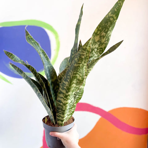 aubrytiana snake plant Snake Plant