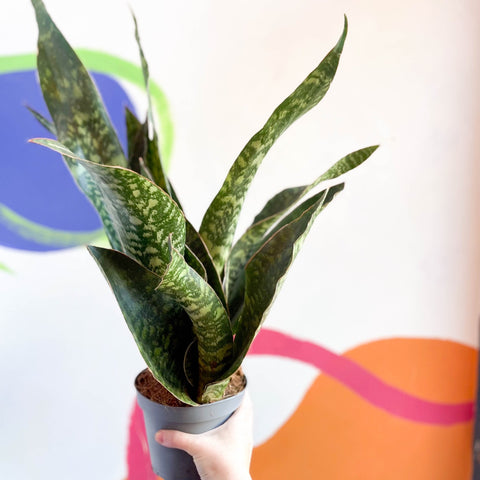 sansevieria aubrytiana dragon Bogenhanf