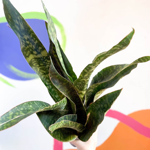 aubrytiana snake plant Snake Plant