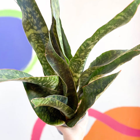 sansevieria aubrytiana dragon Snake Plant