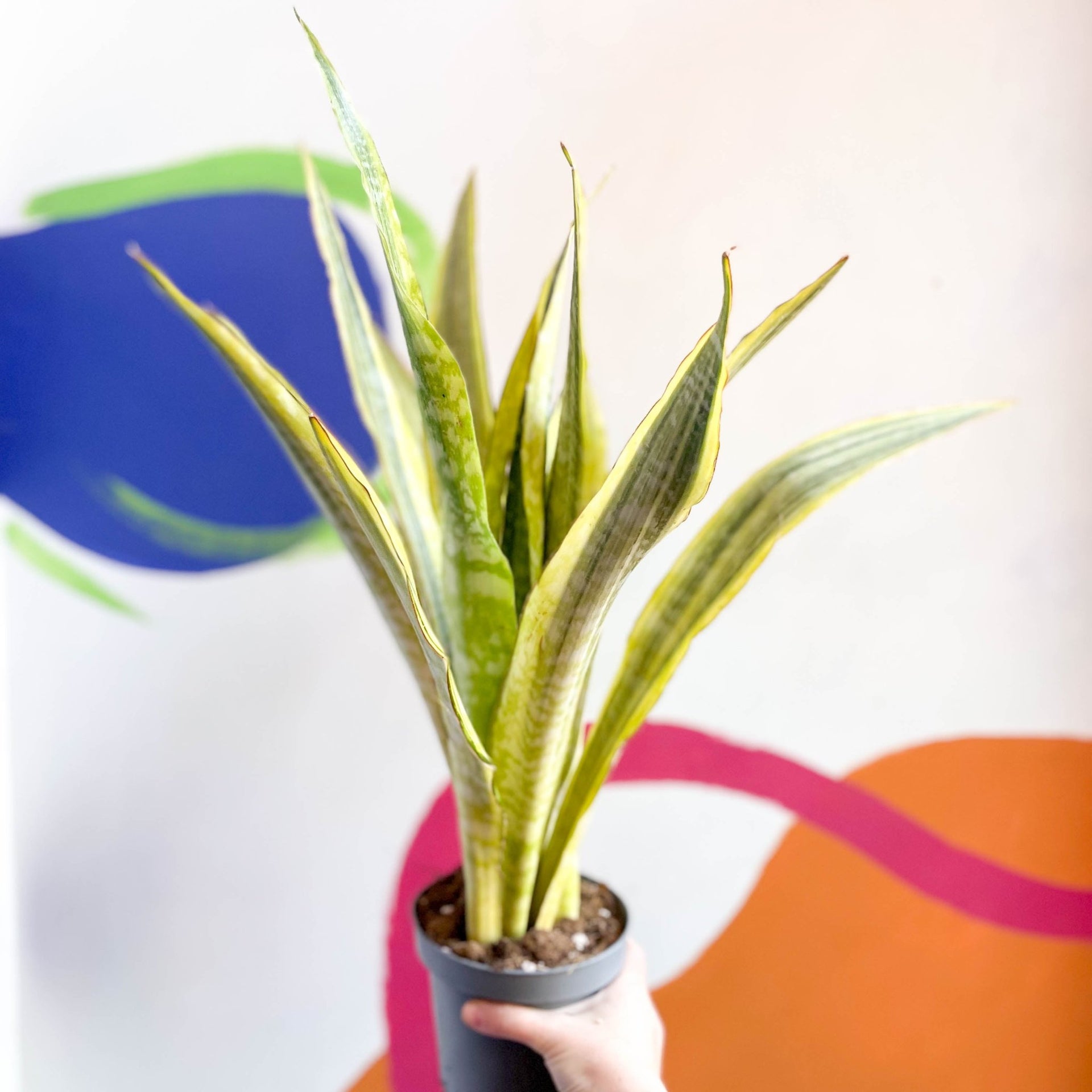 Snake Plant - Sansevieria aubrytiana 'Lauren'  Sprouts of Bristol